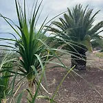 Buda Terra Tatil Evi